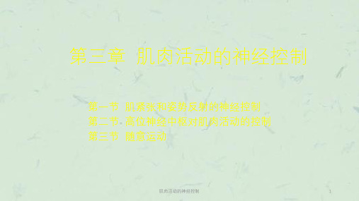 肌肉活动的神经控制课件