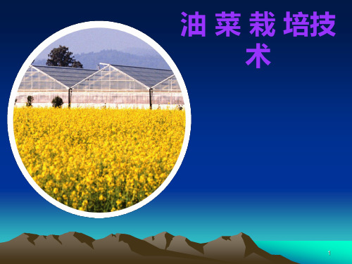 油菜栽培技术PPT课件