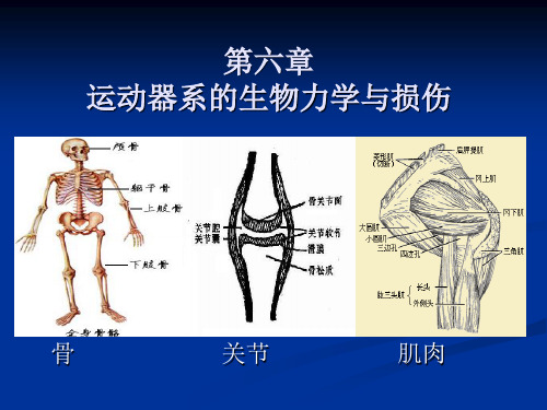第六章 运动器系的生物力学与损伤