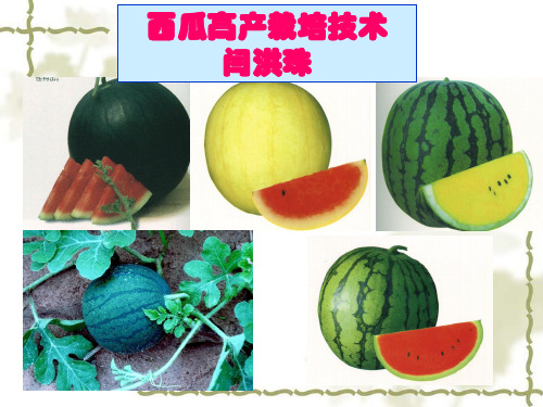 西瓜栽培