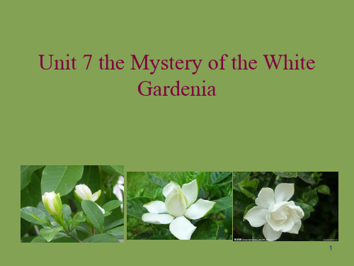 综合英语教程1-unit7-the-mistery-of-the-white-gardeniaPPT