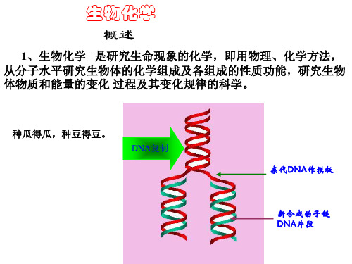 生物化学  第一章