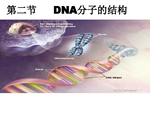 高中生物必修二DNA分子的结构