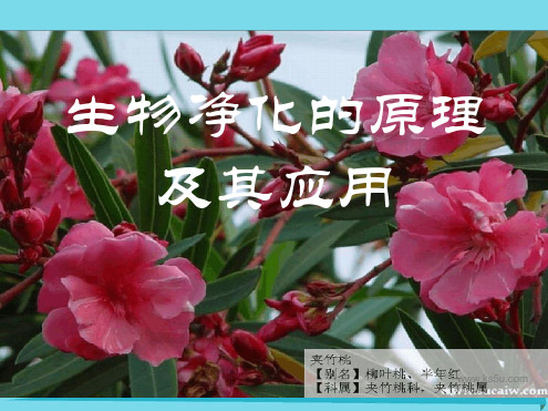 高中生物第4章生物科学与环境保护42生物净化的原理及其应用课件新人教选修2