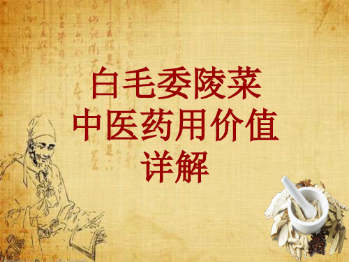中药学_白毛委陵菜_药材详解课件模板