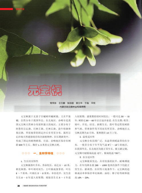 元宝枫产业发展前景分析
