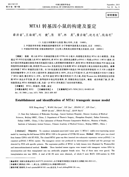 MTA1转基因小鼠的构建及鉴定