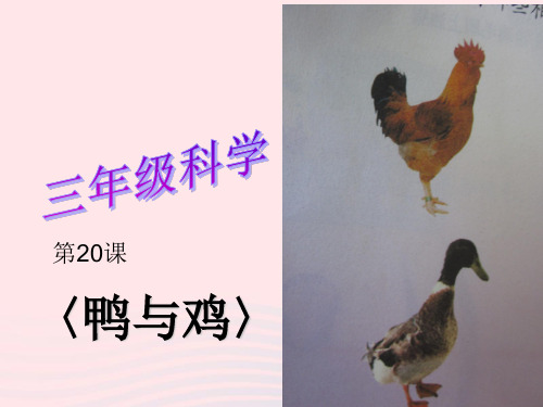 三年级科学上册第四单元家养携物第20课鸭与鸡课件2鄂教版2