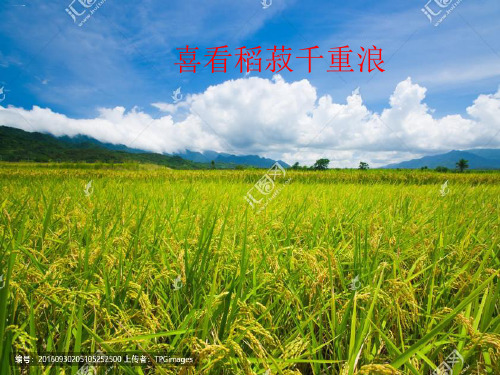 新教材喜看稻菽千重浪课件