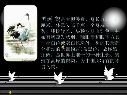 黑颈鹤