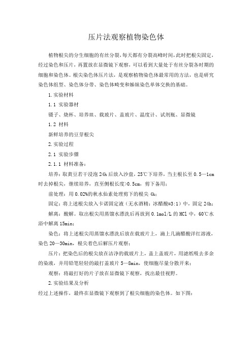 压片法观察植物染色体