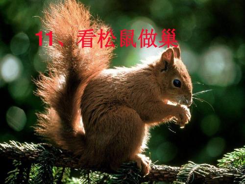 四年级语文上册第四单元看松鼠做巢PPT课件6鄂教版