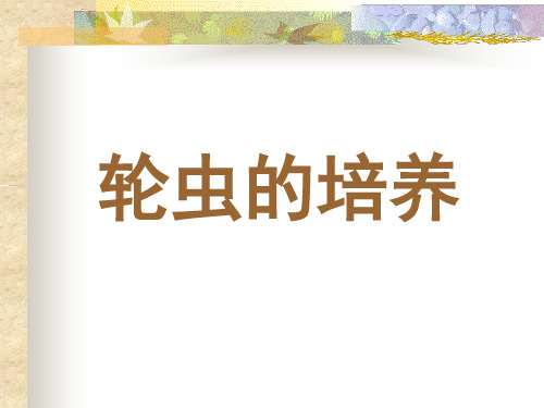 轮虫的培养
