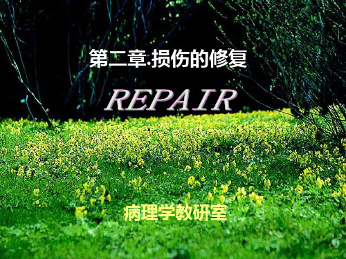完全性再生