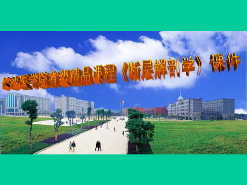 颈部横断层解剖