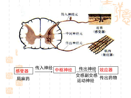 外周神经系统药