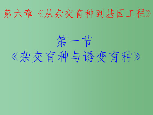 高中生物 第6章 从杂交育种到基因工程 第1节 杂交育种与诱变育种高效整合课件 新人教版必修2
