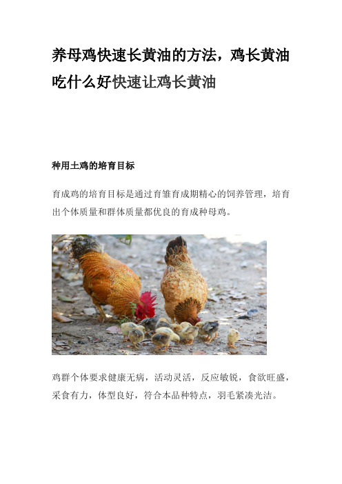 养母鸡快速长黄油的方法,鸡长黄油吃什么好快速让鸡长黄油