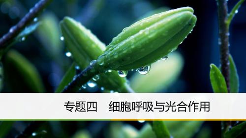 2018届 二轮复习 细胞呼吸与光合作用 课件(全国通用)