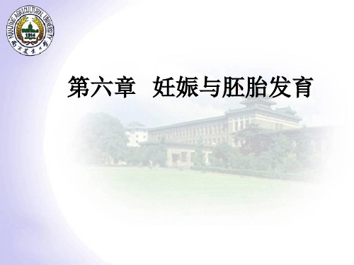第六章   妊娠与胚胎发育ppt课件