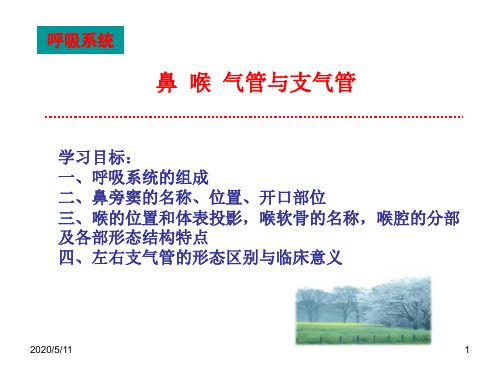 鼻 喉 气管与支气管