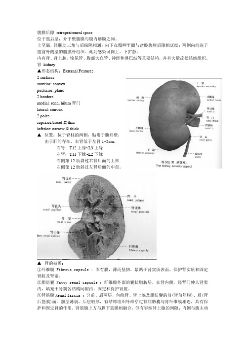 局部解剖学复习之腹膜后隙