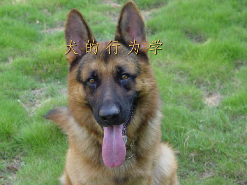 犬的行为学