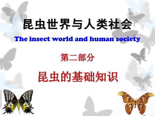 昆虫的基础知识