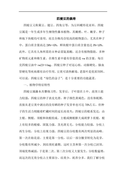 四棱豆的栽培