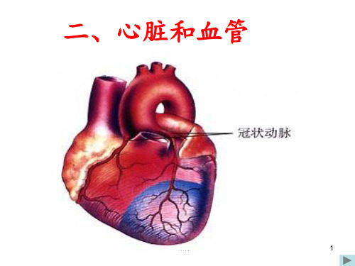 心脏与血液循环  ppt课件 (2)