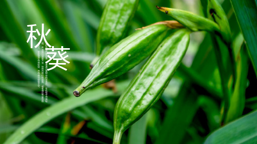ppt模板：绿色生态夏日的味道秋葵通用PPT模板课件