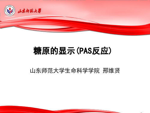 糖原的显示(PAS)反应