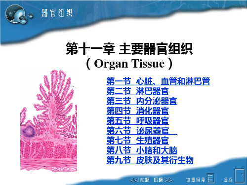 主要器官组织