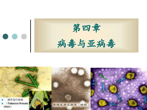 第四章病毒与亚病毒 ppt课件