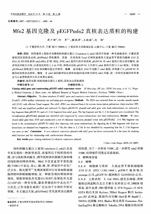 Mfn2基因克隆及pEGFPmfn2真核表达质粒的构建