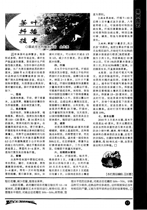 茶叶扦插技术