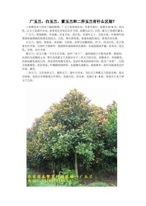 广玉兰、白玉兰、紫玉兰和二乔玉兰