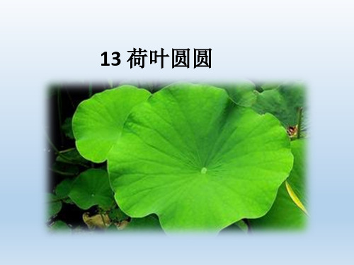 部编版一年级语文下册《13荷叶圆圆课件》课件PPT
