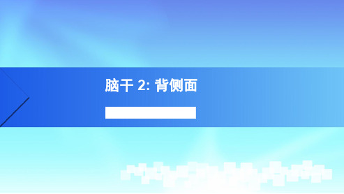 脑干2人体解剖学