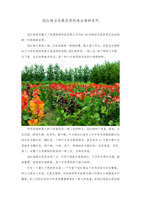冠红杨当选最优质的速生杨树系列