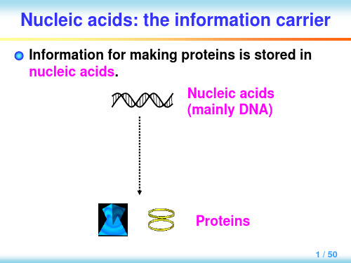 英汉对照分子生物学导论 Chapter 2 Nucleic acids