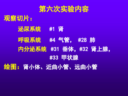 组胚实验-6