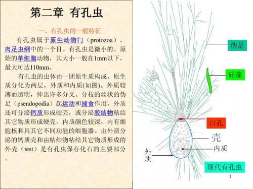 第二章  有孔虫