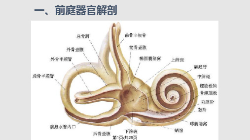 前庭眩晕评估与康复技术PPT课件