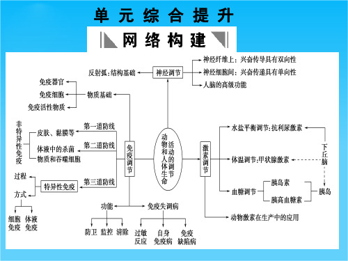 高考生物一轮复习 第2章 动物和人体生命活动的调节 单元综合提升课件 新人教版必修31
