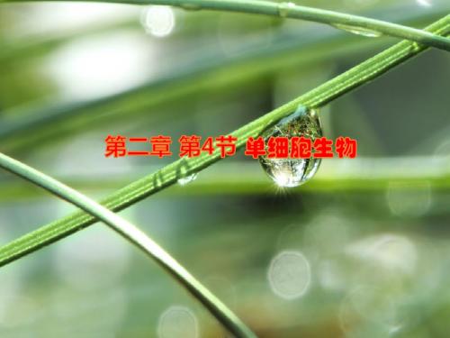 人教版七年级生物上册第Ⅱ单元 第二章 第4节 单细胞生物