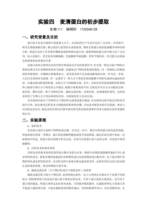 实验四  麦清蛋白的初步提取