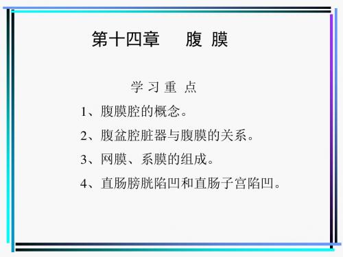 解剖-腹膜