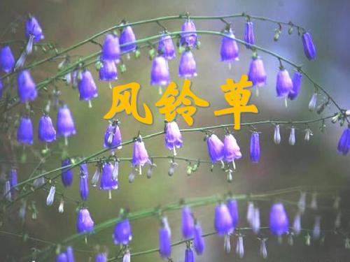 《风铃草》PPT课件(上课用)