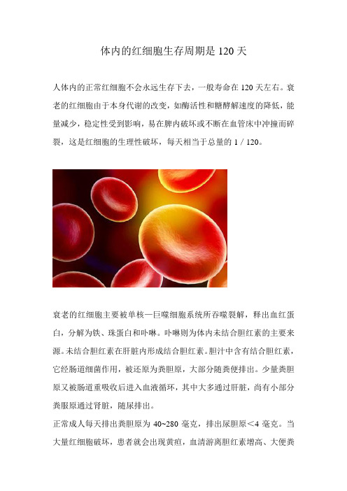 人体内的红细胞介绍